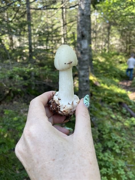 I think amanita phalloides. Coastal maine : r/mycology