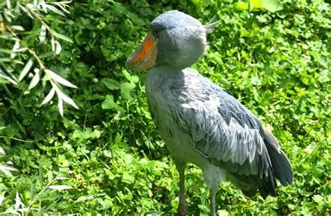 Shoebill Stork - Description, Habitat, Image, Diet, and Interesting Facts