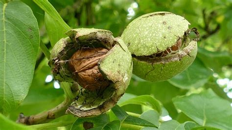 Free photo: Walnuts, Walnut, Tree Nut, Eat - Free Image on Pixabay ...