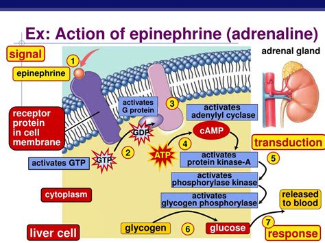 Protein Hormone Norepinephrine at Consuela Heisler blog