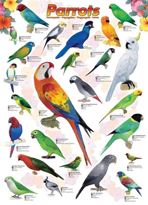 Best deals and Free shipping | Pet birds, Parrots art, Parrot pet