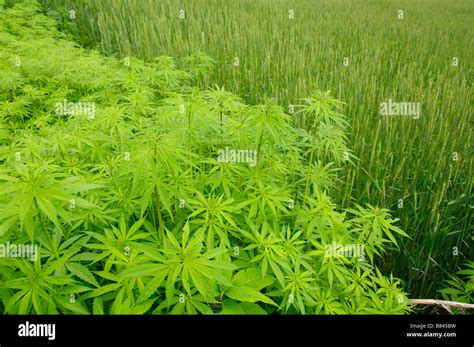 Cash crops of Manali india Stock Photo - Alamy