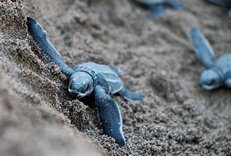 Report: All Seven Leatherback Sea Turtle Populations at High Extinction ...