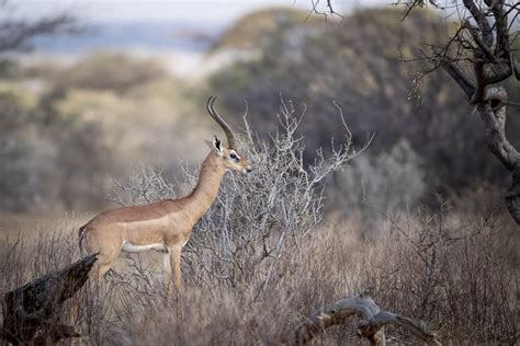 Best places for wildlife photography in Kenya | Kenya Wildlife Safaris