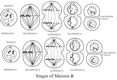 Plant X has 2n 8 chromosomes Sketch the various stages of meiosis in this plantDescribe meiosis