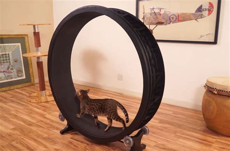 One Fast Cat: A Hamster Exercise Wheel For Cats | Bored Panda