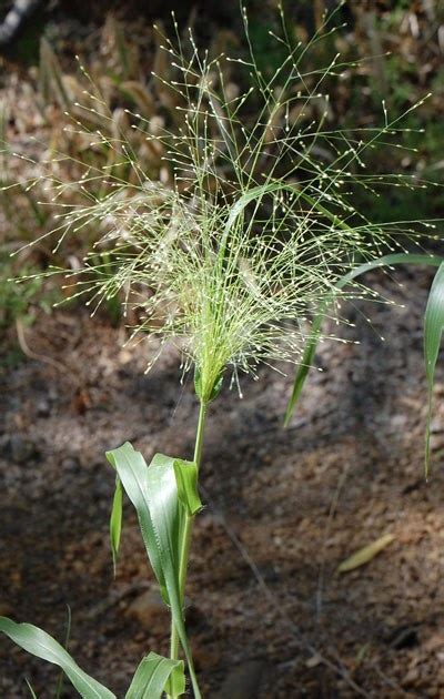 Variety of Life: Panicum