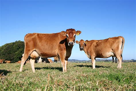 600+ Female Cow Of Jersey Cattle On The Pasture Stock Photos, Pictures ...