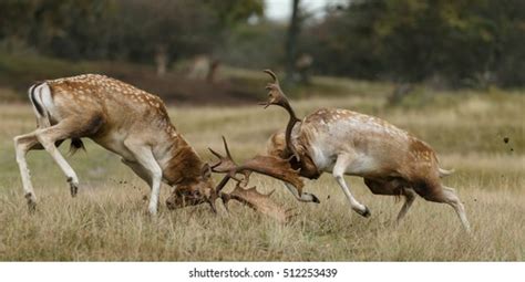 Deer Fighting Images, Stock Photos & Vectors | Shutterstock