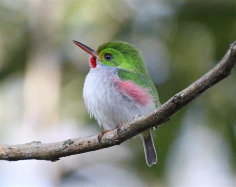 Cuban Tody | Adrian HOPKINS | Flickr Hopkins, Adrian, Cuban, Flickr, Birds, Study, Photography ...