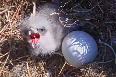 A Baby Eagle Hatched From Its Shell Just In Time For The New Year