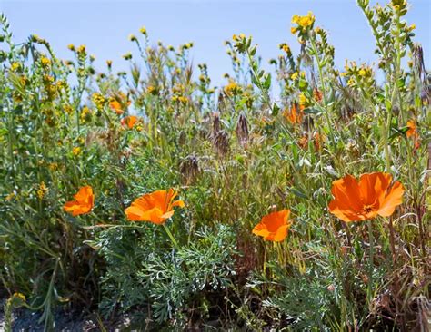 Explore the Beauty of the Antelope Valley Poppy Reserve | Tasty Itinerary