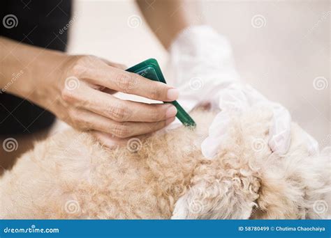 Flea prevention for a dog stock image. Image of pedigree - 58780499