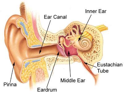 Most Common Causes Of Eustachian Tube Dysfunction