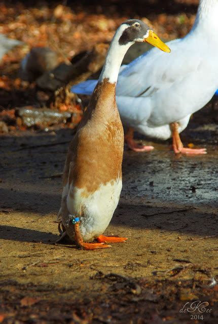 About Runner Ducks - Moose Manor Farms