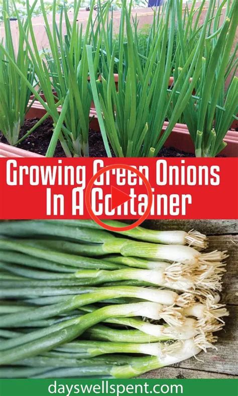 How To Grow Green Onions In A Container in 2020 | Planting green onions ...