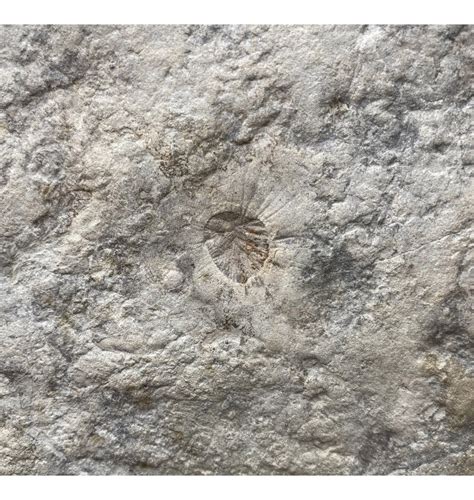 Fossils For Sale | Fossils-UK.com | Ex. RDAS Collection Rare Ediacaran Early Life Fossil Cluster ...