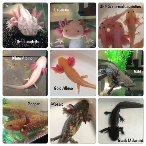 Axolotl Color Chart : r/Aquariums