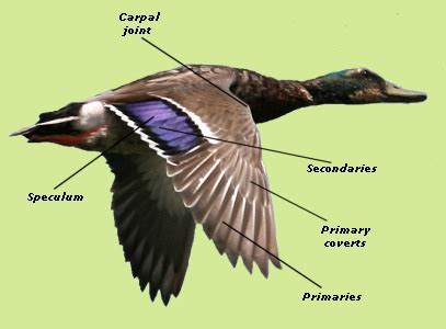 Duck Anatomy - Wildfowl Photography - Ducks, Geese, and Swans.