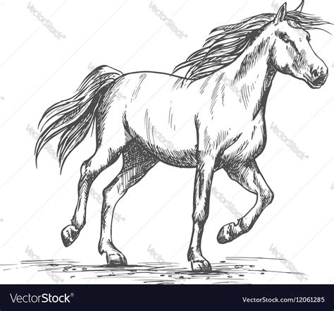 Horse Running Drawing - 3,000+ vectors, stock photos & psd files ...