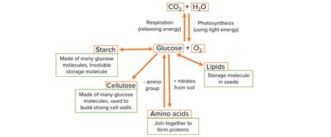 Metabolism Questions and Revision | MME