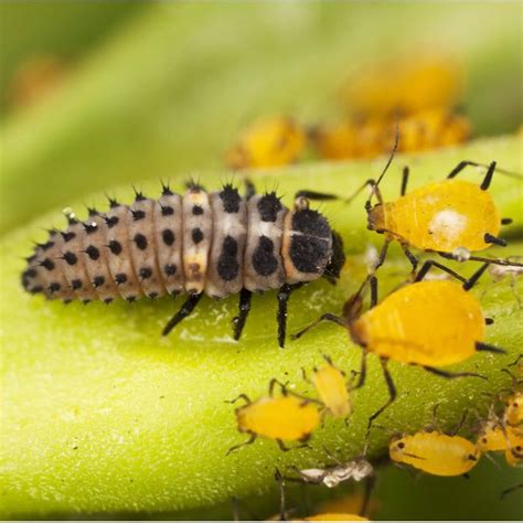 What are Aphids and how do I identify them? Aphid is a name for a large ...