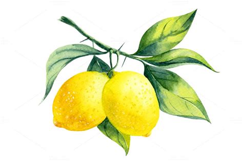 Illustrations Product Images ~ Watercolor lemon… | Lemon art, Lemon painting, Lemon watercolor