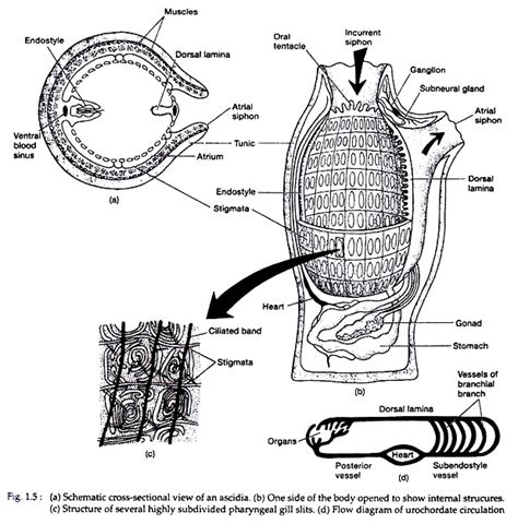 Urochordata: Characters and Its Classification | Zoology