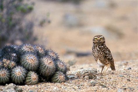 Atacama Desert Animals - photos of birds, lizards, insects and mammals ...