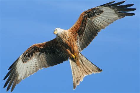 Red Kite | Red kite, Largest bird of prey, Birds of prey