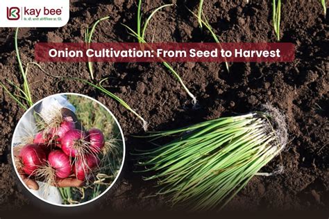 Onion Cultivation: From Seed to Harvest