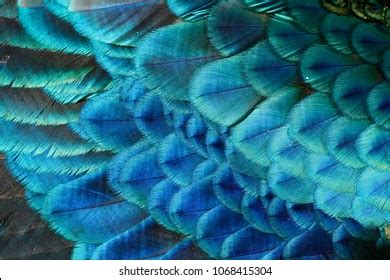 Wing Feathers Male Green Peafowl Peacock Stock Photo 1068415304 | Shutterstock