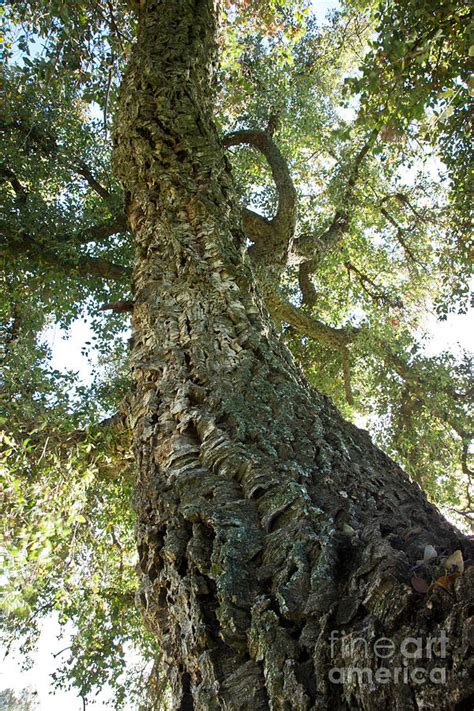 Cork Oak Tree Photograph by Inga Spence - Fine Art America