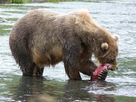 As a warming climate changes Kodiak bears’ diets, impacts could ripple ...