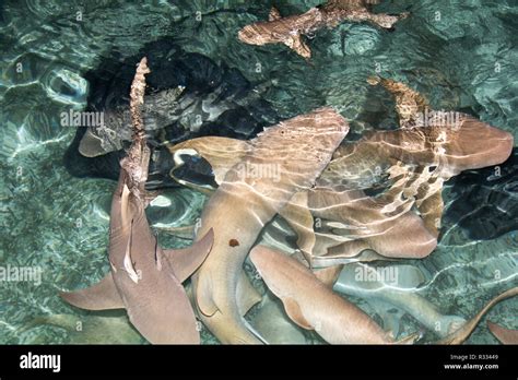 Aquarium feeding sharks hi-res stock photography and images - Alamy