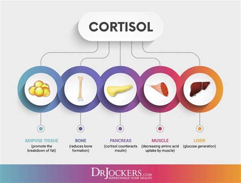 7 Ways To Balance Cortisol Levels | Cortisol, Cortisol levels, Hormones