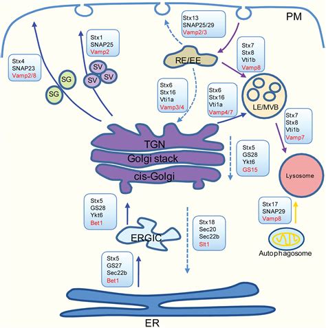 SNARE proteins in membrane trafficking - Wang - 2017 - Traffic - Wiley Online Library