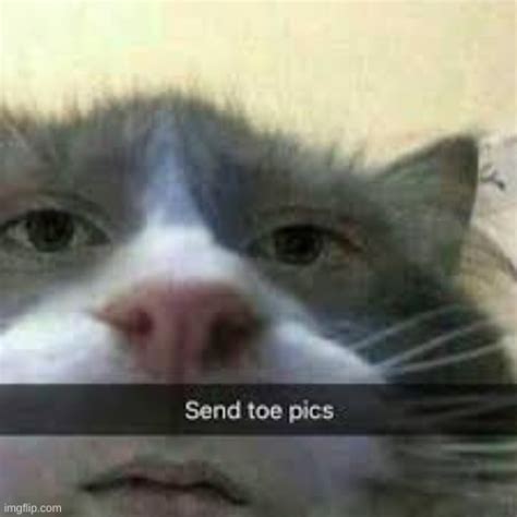 cats cursed Memes & GIFs - Imgflip