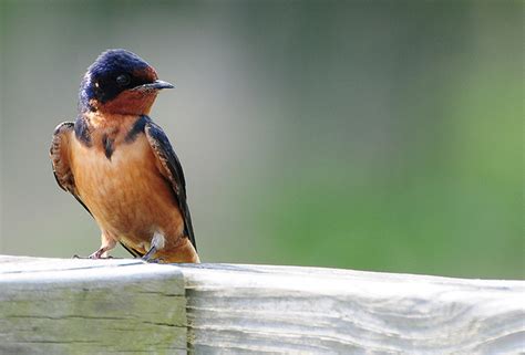 Barn Swallow - NestWatch