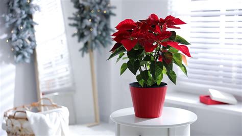 Why is my poinsettia dropping leaves? 4 reasons | Homes & Gardens