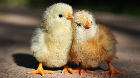 🔥 [30+] Baby Chicks Easter Wallpapers | WallpaperSafari