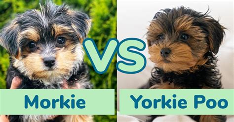 Morkie vs Yorkie Poo - Your Favorite Pups - Premier Pups - Premier Pups