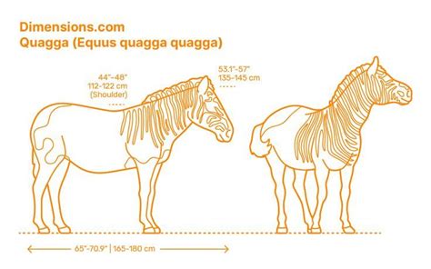 Quagga (Equus quagga quagga) | Life sketch, Zebras, Megafauna