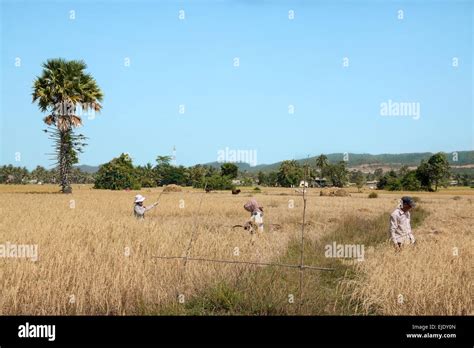 Harvest time in Cambodia, Asia. Rice field Stock Photo - Alamy