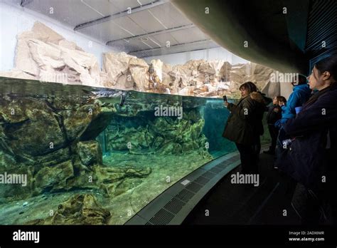 Acquario di Genova - Aquarium of Genoa, Genova, Italy, Europe Stock Photo - Alamy