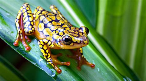 Stunning Poison Dart Frog HD Wallpaper