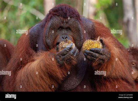 Borneo Orangutan (Pongo pygmaeus) male with juvenile eating durian fruit Central Kalimantan ...