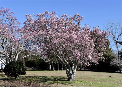 Saucer magnolia blooms herald arrival of spring | Mississippi State ...