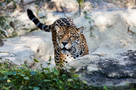 jaguar, Wild, Cat Wallpapers HD / Desktop and Mobile Backgrounds