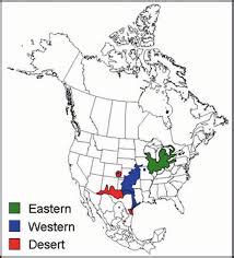 Massasauga Rattlesnake Facts and Pictures